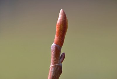 Liriodendron x Chapel Hill - liliovník čínský x tulipánokvětý - zimní pupen